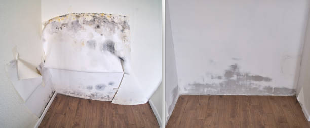 Best Residential Mold Removal  in USA